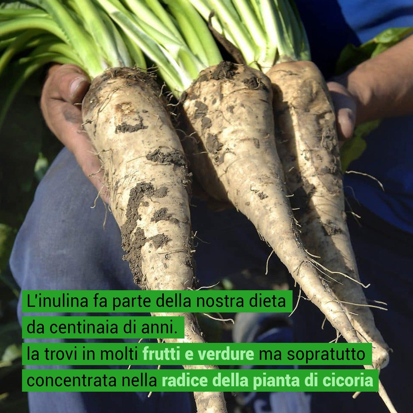 Inulina FeelGood BIG - Fibra Solubile Basso IG - Prebiotica e Solubile