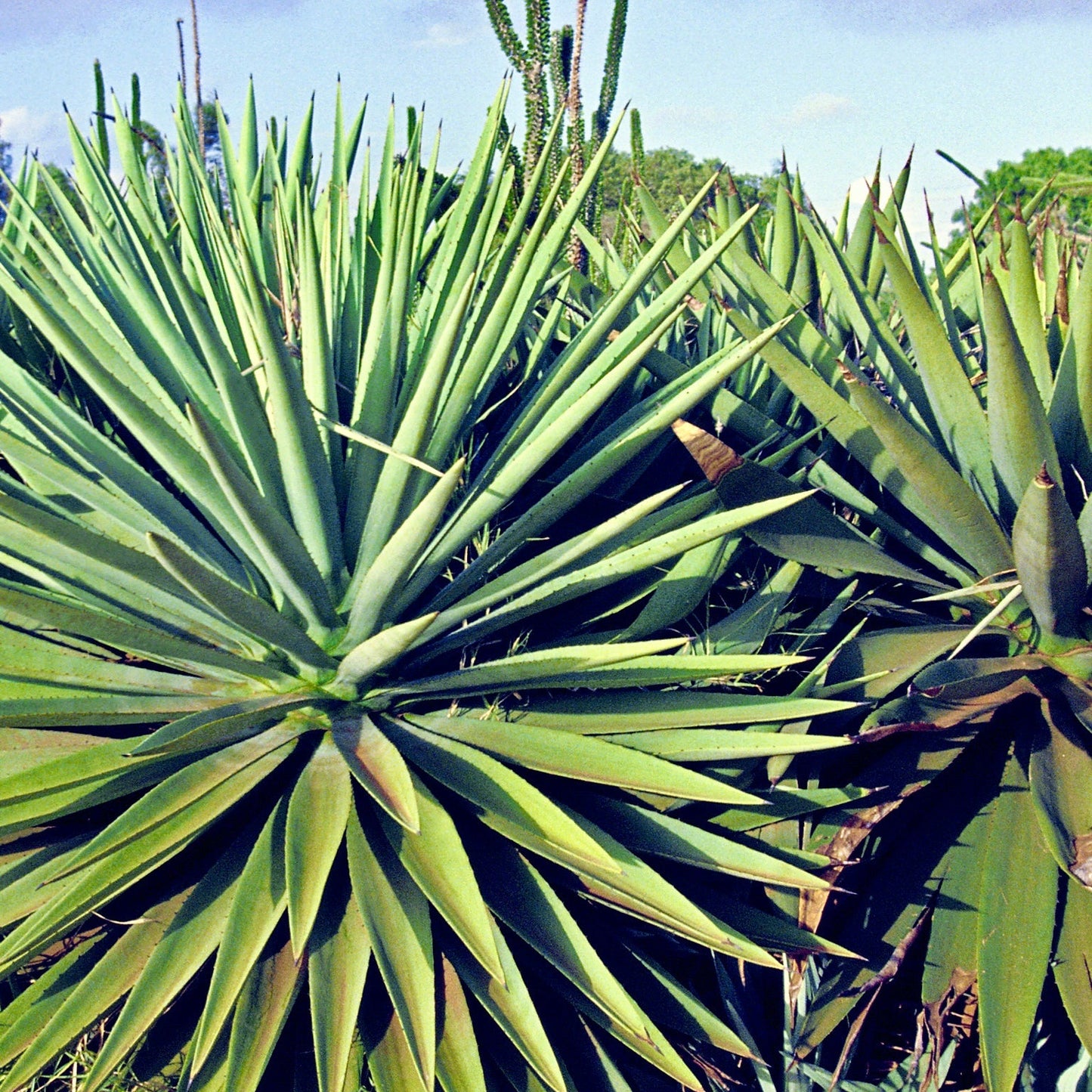 Sacchetto Portasapone Fibra di Sisal